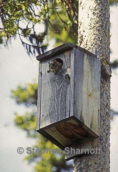 flying squirrel box graphic